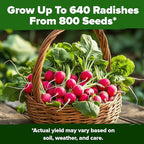 HOME GROWN Non GMO Cherry Belle Radish Seeds 800+ Heirloom Vegetable Seeds for Planting Outdoors Harvest in 30 Days Red Radishes, Spring and Fall Garden(Raphanus Sativus)