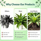 4 Pack Artificial Ferns Plants for Outdoors, UV Resistant, 23'' Outdoor Faux Bird Nest Fern with 72 Large Leaves, Realistic Fake Plant for Front Porch Pots Patio Hanging Planter Home