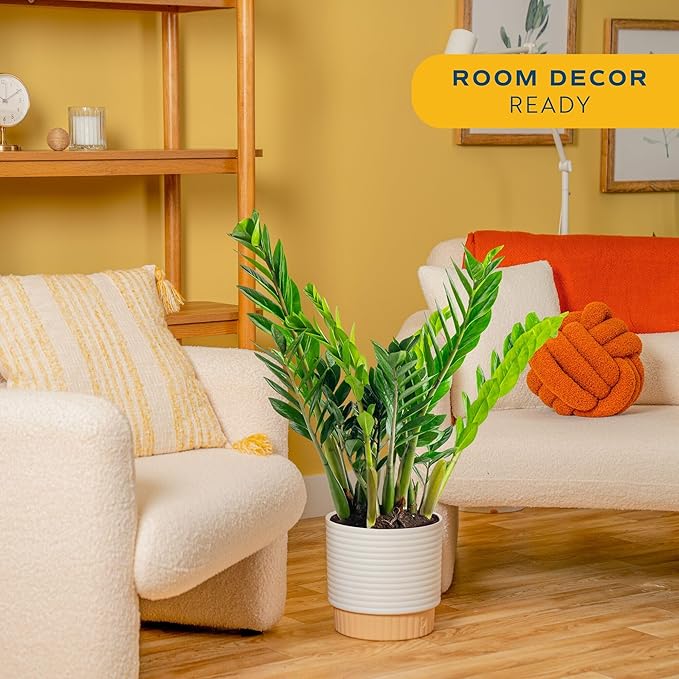 Costa Farms ZZ Live Plant in Decorative Pot, Easy to Maintain, Large Air Purifying Indoor Houseplant, Perfect for Home, Room, or Office Decor, Great House Warming or Birthday Gift, 2-3 Feet Tall