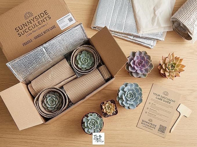 Succulent Plant Pack, Low-Maintenance, Air-Purifying, 2-8 Pack Options | Divine Roots (4, Eco White)