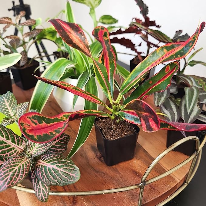 Tillandsia Air Plants Live Indoor Plants (75 Pack), Air Plants Bulk Party Favors or Wedding Favors Live Plants, Air Plant Lover Gifts, DIY Terrarium Kit, Air Succulents Plants Live by Plants for Pets