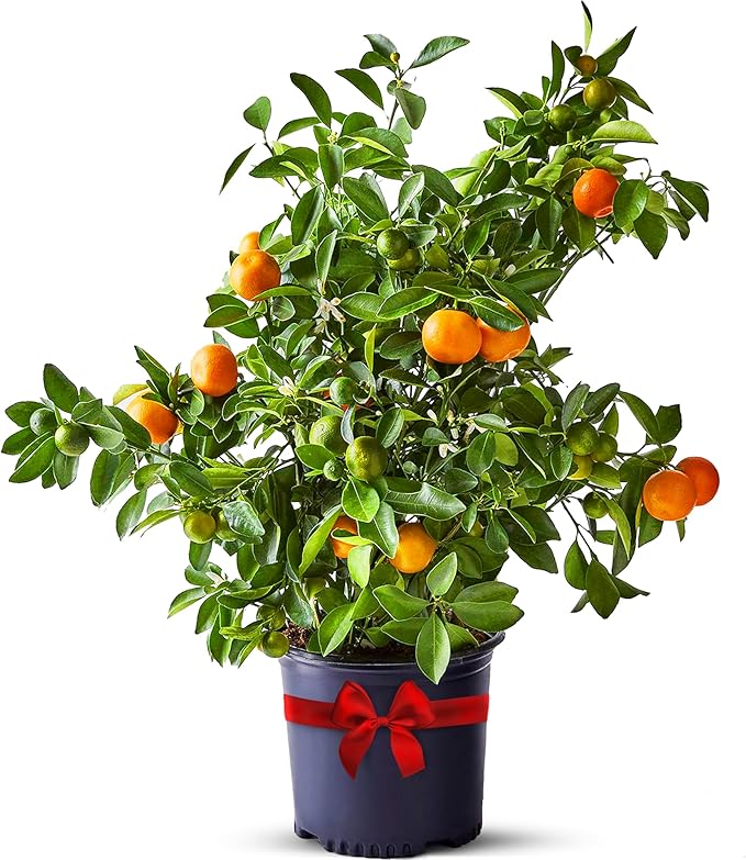Calamondin Tree Live Plants 13" - 22" Tall – Indoor Outdoor Fruit Tree Plant Growing, Live Citrus Plant Mothers Day Gift for Mom Home Garden Patio and Decor Use, Cannot Ship CA AZ TX LA by Via Citrus