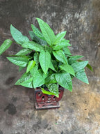 PLANTVERS Cebu Blue Pothos in a 6" Nursery Pot– Epipremnum Pinnatum Live Plant – Easy Indoor Vining Plant – Low Light Tropical Houseplant – Air Purifying & Pet-Friendly Indoor Plant