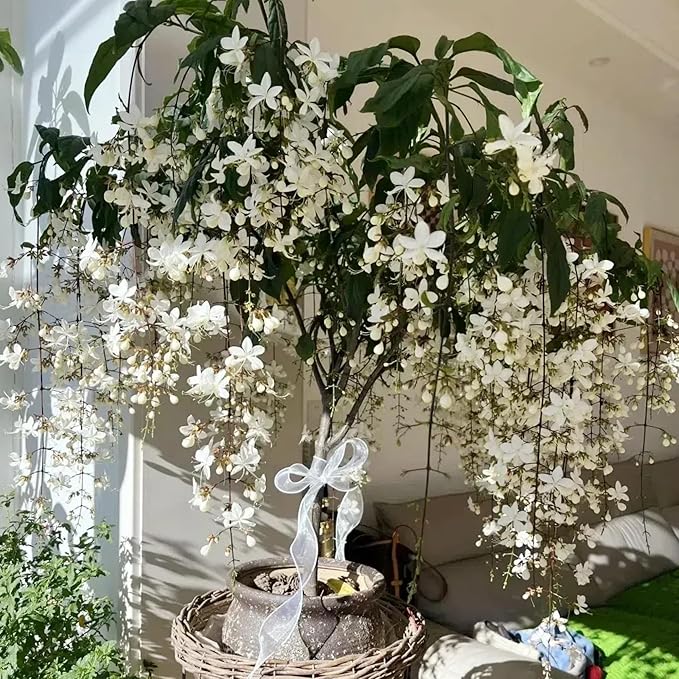 300+ Exotic Climbing Jasmine Flower Seeds for Planting Fragrant Plant Seeds Non-GMO Garden Home Jasmine Garden Balcony Climbing Flower