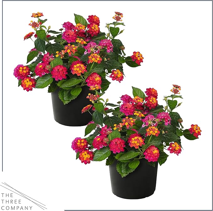 Live Flowering Lantana - Havana Sunset - Color Mix (2 Plants Per Pack) - Grower's Choice Multi Color Blooms, Healthy Blooming Pollinator, 8" Tall by 5" Wide in 1 Qt Pot
