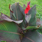 Canna 'Black Knight', a Great Live Pond Plant for Your Water Garden. Filters koi and Goldfish Ponds. Good for Bogs, Plant Shelf or Shallow Water This marginal Aquatic is a Real Beauty