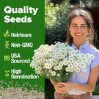 HOME GROWN German Chamomile Seed Pack 2,280 Non GMO Heirloom Seeds for Planting for Sustainable Gardens and Soothing Medicinal Herbal Teas (Matricaria chamomilla)
