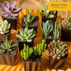 Costa Farms Succulents, Live Succulent Plants (18-Pack) Assorted Grower's Choice Live House Plants, Nursery Planter Pots, Potting Soil Mix, Bulk Gift for Baby Shower, Bridal Shower, DIY, Party Favors