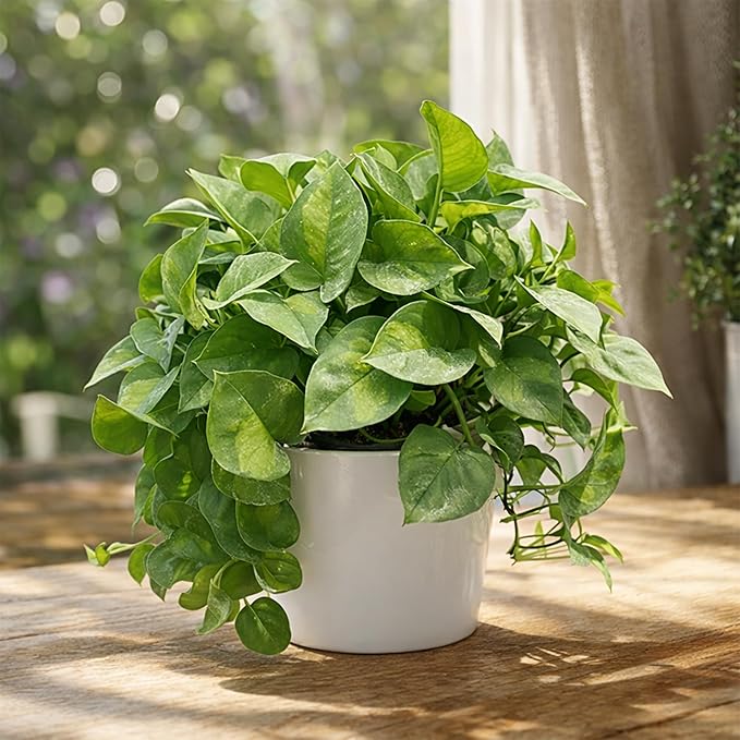Pothos 'Global Green' (6 inch) - Air-Purifying Houseplants - 4/6 inch Unique Live Decorative Houseplants - Low-Maintenance Indoor Plants, House Warming Gift, Natural Air Purifier