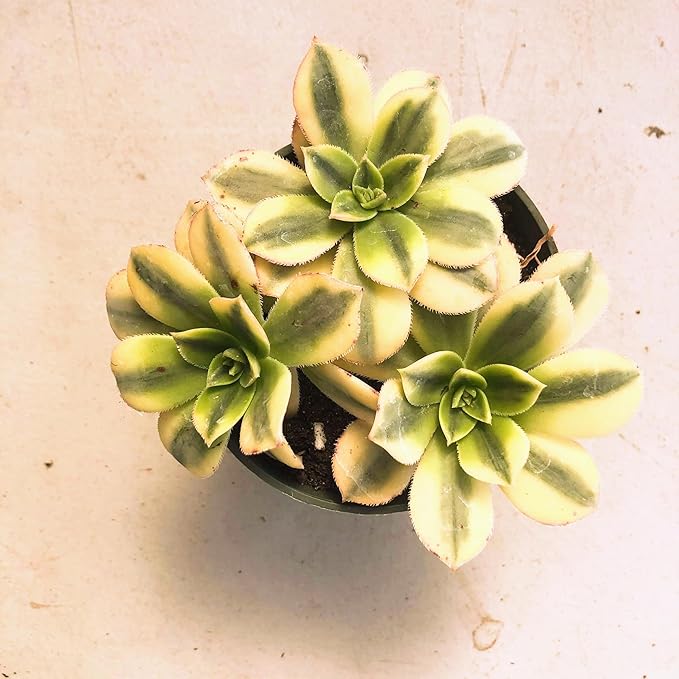 Aeonium Sunburst Succulent Rare Tri-Color Rosette – Variegated Live Plant in 4" Pot, Easy Care Drought-Tolerant Succulent, Indoor/Outdoor Patio Plant, Colorful Variegated Aeonium