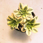 Aeonium Sunburst Succulent Rare Tri-Color Rosette – Variegated Live Plant in 4" Pot, Easy Care Drought-Tolerant Succulent, Indoor/Outdoor Patio Plant, Colorful Variegated Aeonium