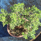 Brussel's Bonsai Live Green Mound Juniper Bonsai Tree - Large, 7 Year, 12 to 16 Inches - Outdoor Bonsai Tree Live with Bonsai Pot