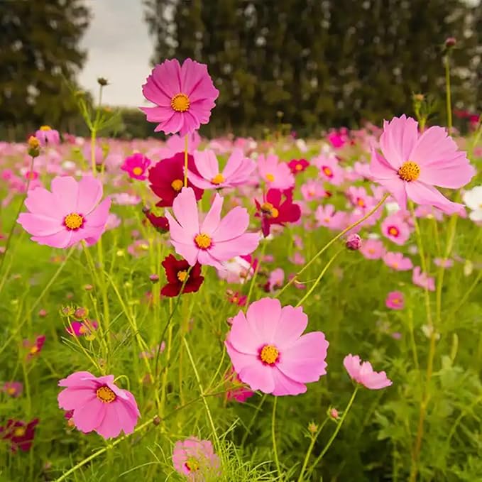 300pcs Pink Dwarf Cosmos Seeds for Planting, Rare Perennial Flower Seeds to Plant, Heirloom Non-GMO Dwarf Home Garden Open Pollinated Wildflowers for Outdoors