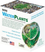 Mini WaterPlants - Create Your Own Soothing Aquasacape Starter Kit, Indoor Plant Glass Globe Terrariums with Complete Supplies, Just Add Water, 3-Pack