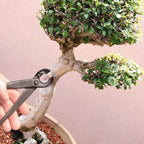 BambooMN Bonsai 8" Concave Cutter Tool - 3 Pieces