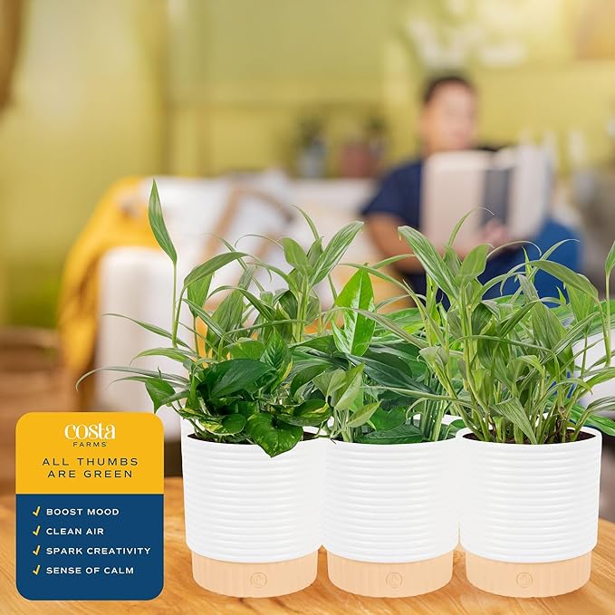 Costa Farms Pothos Live Plants (6-Pack), Devil's Ivy Assorted Varieties in Decorative Plant Pots, Easy Care Air Purifying Indoor Houseplants, Home or Office Decor, Housewarming Gift Set