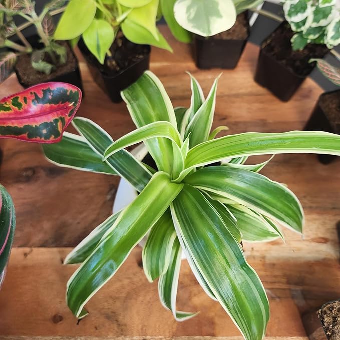 Easy to Grow Live Houseplants (12 Pack), Deluxe Collection of Assorted Air Purifying Indoor Plants, Peperomia, Spider Plants, Pothos, Easy Plant Care, 2 in Pots, Begonia, Croton