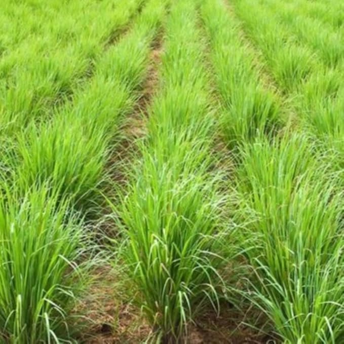 Lemongrass 4 Live Plants Each 8-12" Tall fully rooted