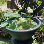 20pcs Bowl Lotus Seeds for Planting - Bonsai Lotus Seeds, Water Lily Flower, Aquatic Plants, Ideal for Ponds, Non-GMO Home Garden Plant Seeds, Flowering Aquatic Bonsai