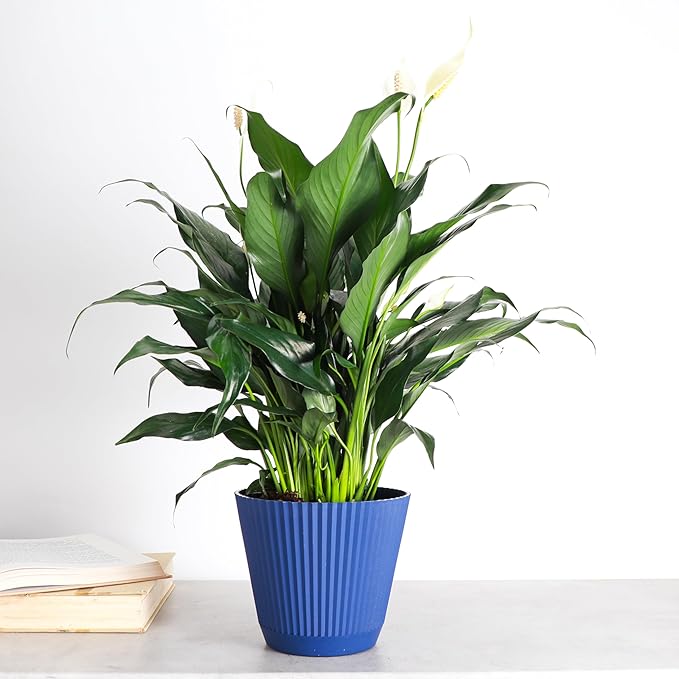 Thorsen's Greenhouse Live Peace Lily Plant, Spathyphylum, Low Light, Easy to Grow, Natural Air Purifier Live Indoor Plant, 4-6" Diameter Pot (Navy, 6-inch Pot)