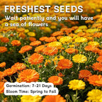 LUOJIBIE Calendula Seeds, Calendula Seeds for Planting Outdoor & Indoor, 4,000+ Pacific Beauty Mix Annual Flower Seeds Bulk, Non-GMO Flower Seeds, Large Blooms, Easy to Grow