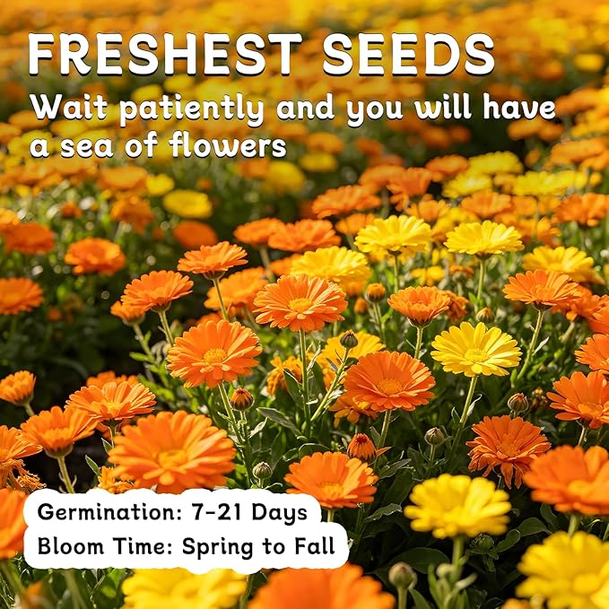 LUOJIBIE Calendula Seeds, Calendula Seeds for Planting Outdoor & Indoor, 4,000+ Pacific Beauty Mix Annual Flower Seeds Bulk, Non-GMO Flower Seeds, Large Blooms, Easy to Grow