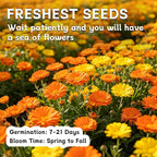 LUOJIBIE Calendula Seeds, Calendula Seeds for Planting Outdoor & Indoor, 8,000+ Pacific Beauty Mix Annual Flower Seeds Bulk, Non-GMO Flower Seeds, Large Blooms, Easy to Grow