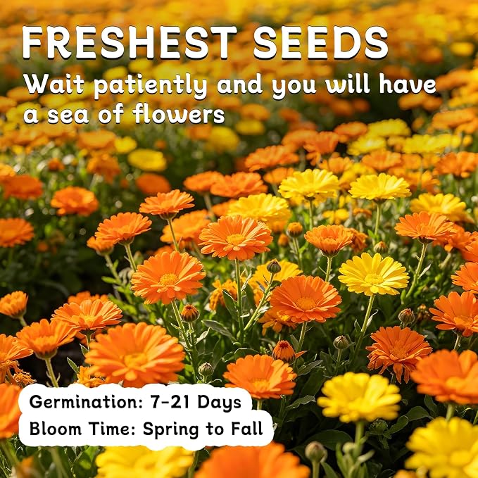 LUOJIBIE Calendula Seeds, Calendula Seeds for Planting Outdoor & Indoor, 8,000+ Pacific Beauty Mix Annual Flower Seeds Bulk, Non-GMO Flower Seeds, Large Blooms, Easy to Grow