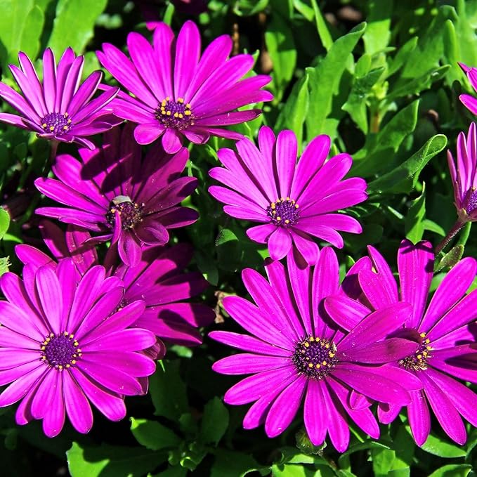 100+ Purple Daisy Flower Seeds - Tender Perennial Flower for Planting Garden Home Outdoor