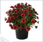 Live Flowering Osteospermum Plant - Red (3 Plants Per Pack) - Beautiful African Daisies - Early Spring Color - 12" Tall by 5" Wide in 1 Qt Pot