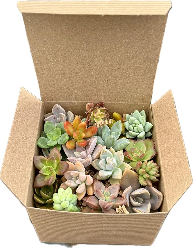 Fat Plants San Diego Miniature Rosette Succulent Cuttings (15)