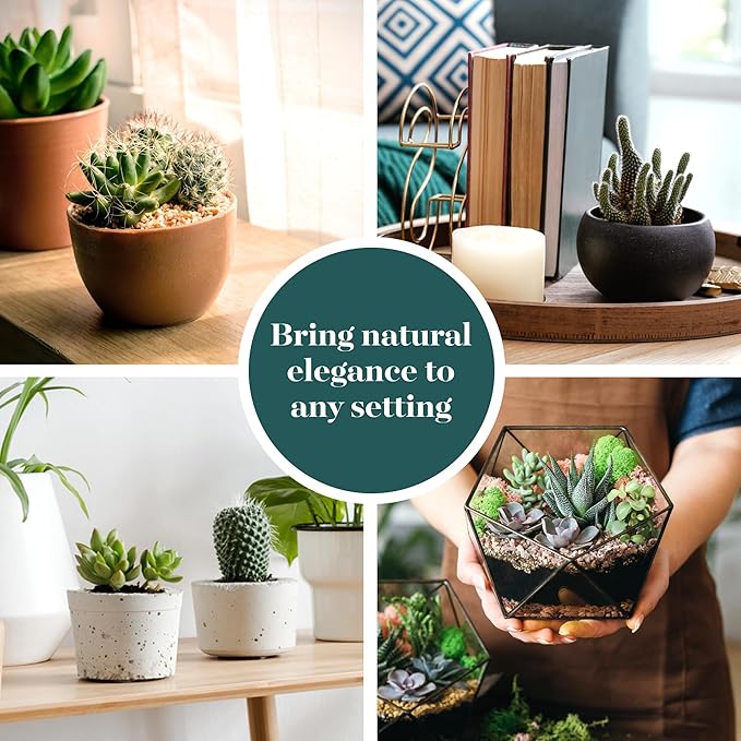 Shop Succulents Premium Live Mini Cactus and Succulent Plants in 2" Pots, Easy Care Indoor or Outdoor Gardening, Terrariums, Favors, & Contemporary Spaces with Hardy, Resilient Varieties, Pack of 256