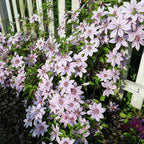 Clematis Flower Seeds, 50 Mixed Clematis Seed, Bloom Climbing, Perennial Flower Plants, Non-GMO Heirloom Flower Seeds for Garden Home