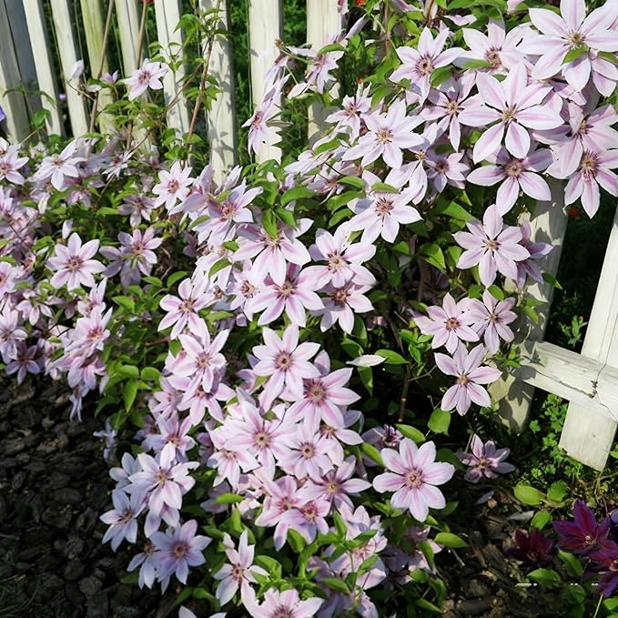Clematis Flower Seeds, 50 Mixed Clematis Seed, Bloom Climbing, Perennial Flower Plants, Non-GMO Heirloom Flower Seeds for Garden Home