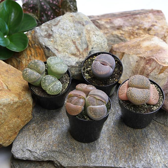 Plants for Pets Safe Non-Toxic Living Stones Succulents (8PK) XL Real Giant Lithops, Live Succulent Plants for Cats & Dogs, 2.5" Pots, Pet Friendly Houseplants, Unique Houseplant for Home or Office