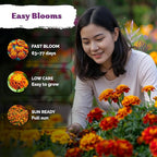 KVITER 500 French Marigold Seeds, Sparky Mix (Tagetes patula) — Marigold Flowers, Heirloom, Non GMO & Organic, Vibrant Yellow & Orange Blooms — Flower Seeds to Plant Outside, Borders, Beds, Container