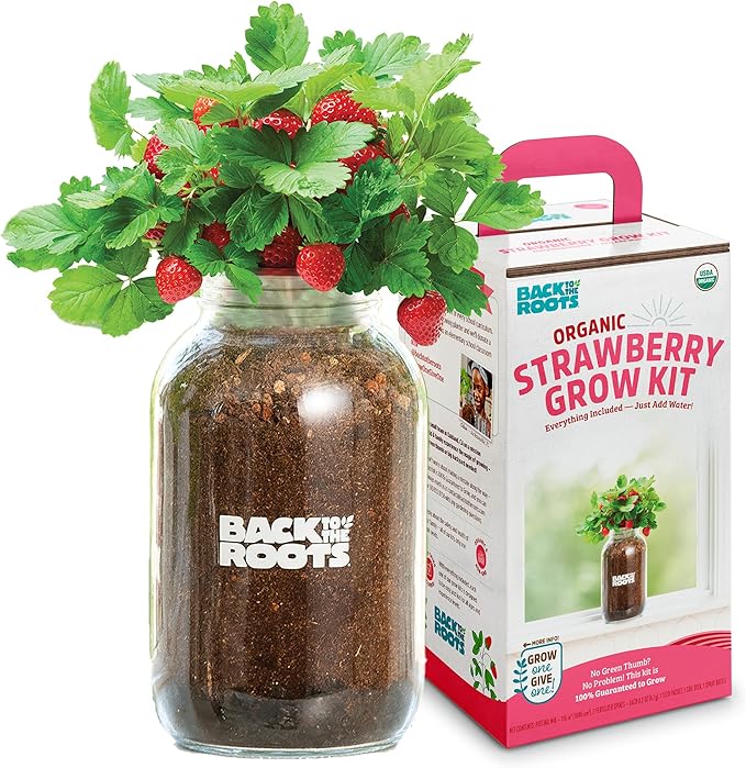 Back to The Roots Organic Strawberry Grow Kit — Grows Year Round, Includes Everything Needed for Planting