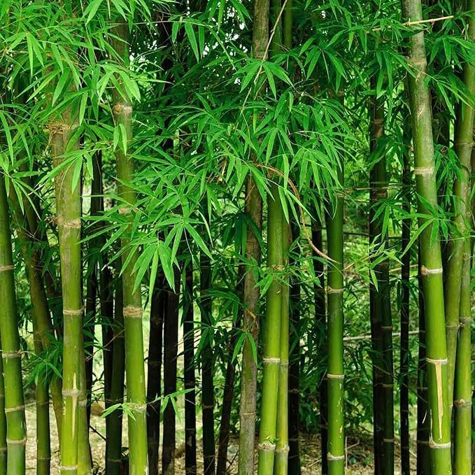 450+ Bamboo Seeds for Planting-Exotic and Fast Growing-Landscaping, Privacy, Indoor or Outdoor
