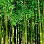 450+ Bamboo Seeds for Planting-Exotic and Fast Growing-Landscaping, Privacy, Indoor or Outdoor