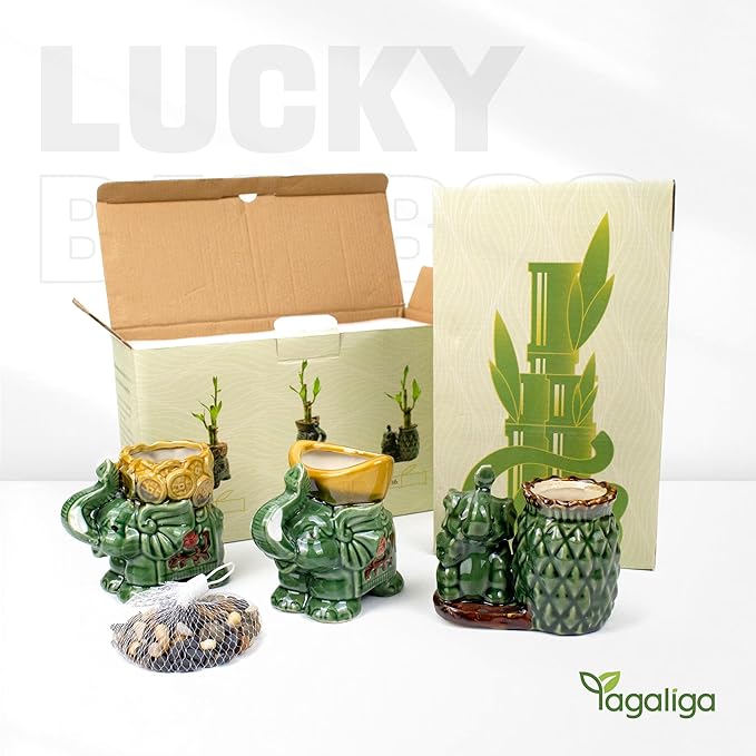 Lucky Bamboo 3-Stalk Set with Pebbles in Elephant Pineapple Pot – 6'' 6'' 8'' Live Houseplant for Good Fortune