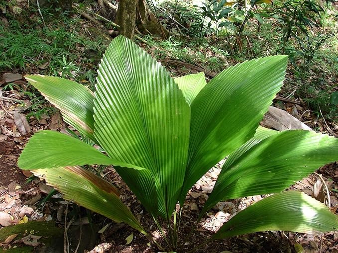 Joey Palm - Live Plant in a 3 Gallon Growers Pot - Johannesteijsmannia Altifrons - Ornamental Palms of Florida