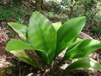 Joey Palm - Live Plant in a 3 Gallon Growers Pot - Johannesteijsmannia Altifrons - Ornamental Palms of Florida