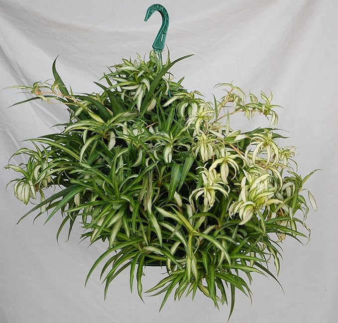 Hawaiian Spider Plant Hanging Basket 10 Inch | Live Houseplant for Indoor Growing | Easy to Care for & Keep Alive