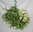 Hawaiian Spider Plant Hanging Basket 10 Inch | Live Houseplant for Indoor Growing | Easy to Care for & Keep Alive