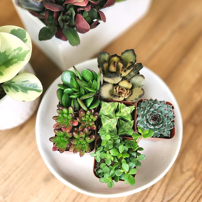 Live Succulents Plant Pack (6-Pack), Real Succulent Plants & Mini Plants for Beginners, Live House Plants, Mini Succulents, Outdoor & Indoor Plants, Live Plants in 2" Grower Pots by Plants for Pets