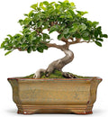 Bonsai Tree Pots 11.6 Inch - Ceramic Bonsai Planter for Succulent Plants, Succulent Pots with Drainage Hole, Large Indoor Flower Pot, Home Decor, Plant Lover Gifts, Rectangular Yellowish Brown
