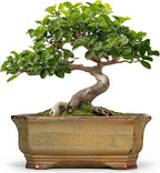 Bonsai Tree Pots 11.6 Inch - Ceramic Bonsai Planter for Succulent Plants, Succulent Pots with Drainage Hole, Large Indoor Flower Pot, Home Decor, Plant Lover Gifts, Rectangular Yellowish Brown