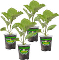 Bonnie Plants Black Beauty Eggplant - 4 Pack Live Plants, 3 - 4 Ft. Tall Plants, Classic Tear Drop Shape Eggplant, Easy To Grow