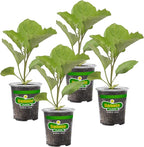 Bonnie Plants Black Beauty Eggplant - 4 Pack Live Plants, 3 - 4 Ft. Tall Plants, Classic Tear Drop Shape Eggplant, Easy To Grow