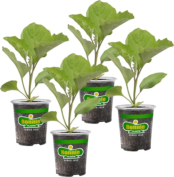 Bonnie Plants Black Beauty Eggplant - 4 Pack Live Plants, 3 - 4 Ft. Tall Plants, Classic Tear Drop Shape Eggplant, Easy To Grow
